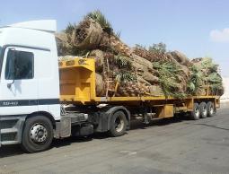 شاحنة تنقل النخيل (أرشيف)