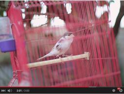 "القفص  يحصد المرتبة 2 بمهرجان الجزيرة للأفلام القصيرة