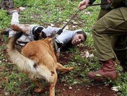 الاحتلال يعتدي على شاب فلسطيني بالضفة المحتلة
