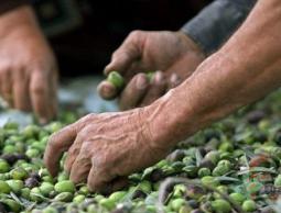 زراعة الضفة تحدد مواعيد قطف الزيتون  