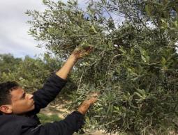 الإهمال يضرب أغصان الزيتون في ليبيا