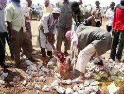 صورة من الارشيف