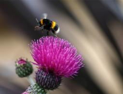 النحل كالبشر يعاني أحياناً من ذكريات وهمية