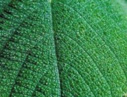 "نبتة" بأستراليا إذا لمستها فلا طريق لك إلا الانتحار!