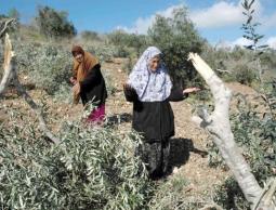 مستوطنون  يقلعون الزيتون بالضفة (أرشيف)