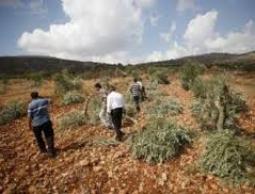 صورة ( أرشيفية )