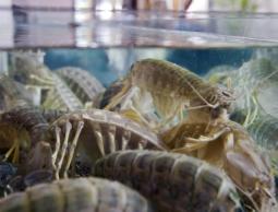 حشرة السرعوف