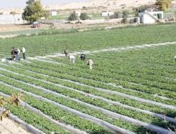 مزارعين في غزة (أرشيف)