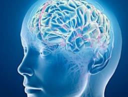 دماغ الانسان