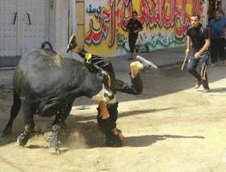 عجل يهاجم مواطن بغزة 