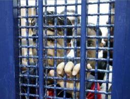 صورة من الارشيف