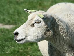 شرائح الكترونية تعلق للاغنام