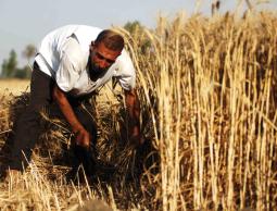 مزارع يقوم بحصد قمح في مصر (الأرشيف)