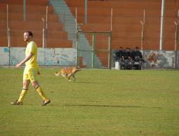 كلب ضال يقتحم مباراة الهلال والتفاح