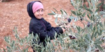 بطش المستوطنين يحرم فلسطينية ثمار زيتونها