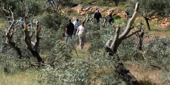 حرب على أشجار الزيتون