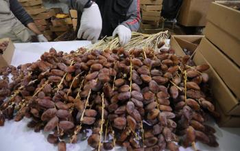 عمال فلسطينيون يستعدون لموسم الإقبال على التمور قبيل شهر رمضان في مدينة غزة