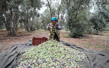 مزارعون فلسطينيون يقطفون الزيتون خلال موسم قطفه في مخيم البريج وسط قطاع غزة