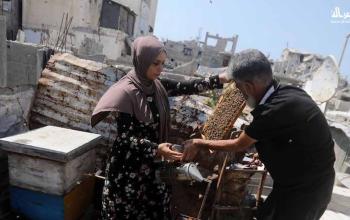 مربية نحل تنجح في تربية خلية فوق منزلها المدمر في جباليا
