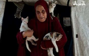 أمال عليان ترعى قططًا عُثر عليها في ظروف صعبة بخان يونس رغم محدودية الإمكانيات