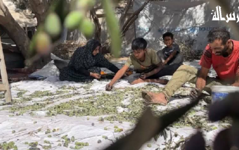 بدء موسم جني الزيتون في دير البلح وسط قطاع غزة