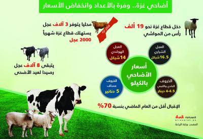 أضاحي غزة.. وفرة بالأعداد وأسعار منخفضة