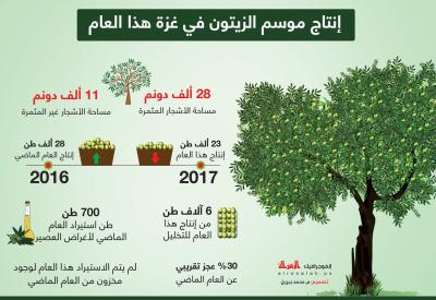 إنتاج موسم الزيتون في غزة هذا العام