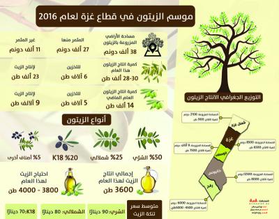 موسم الزيتون في قطاع غزة لعام 2016