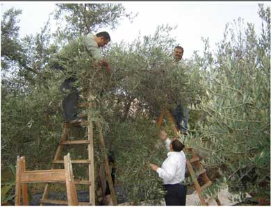 ثمار الزيتون ضعيفة 