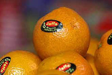 موسم الحمضيات في غزة