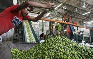 الزيت والزيتون 