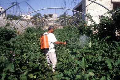 الزراعة العضوية في قطاع غزة