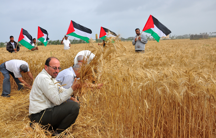 موسم حصاد القمح فى قطاع غزة