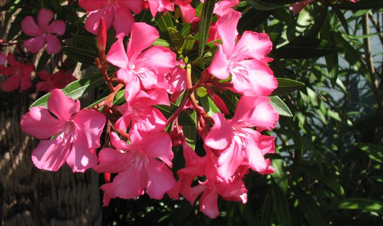 نباتات ضارة في حدائقكم.. احذروها