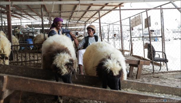 الأضاحي الأسترالية تنافس الأضاحي المحلية بالضفة