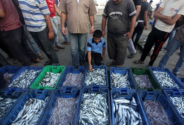 الصيد الجائر يهوي بالثروة السمكية في بحر غزة نحو الانقراض!