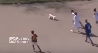 الكلب يداعب الكرة