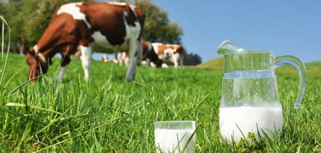 حليب الأبقار ولحومها جزء أساسي من غذائنا يدخل في أغلب وجباتنا اليومية