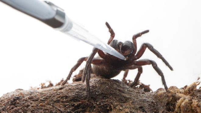 سم العنكبوت يعالج السكتة الدماغية