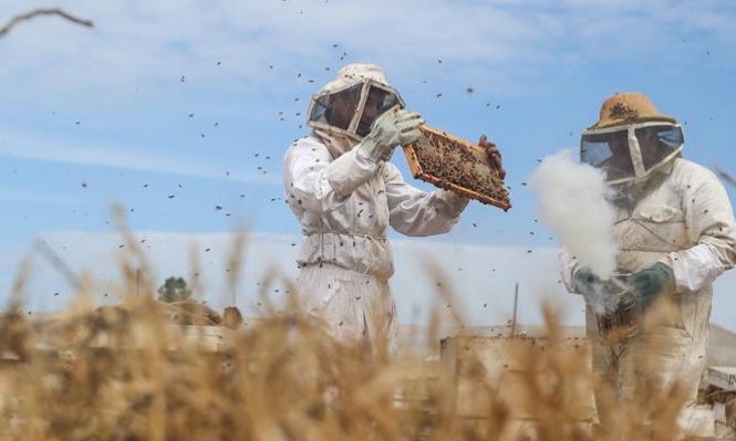 موسم العسل مهدد لاختفاء النحل من الخلايا