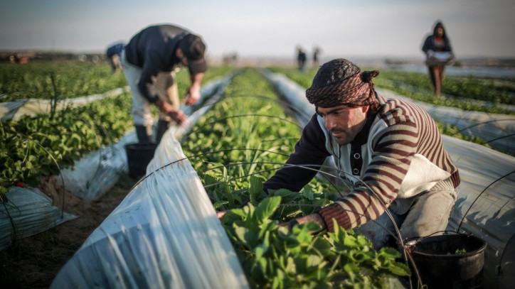 إطلاق 217 مشروعًا زراعيًا تنمويًا في غزة