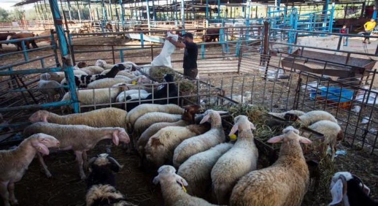 بدء توزيع لحوم الأضاحي التركية في غزة