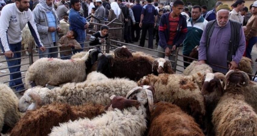 "الزراعة" بغزة تكشف تفاصيل استعدادتها لموسم الأضاحي