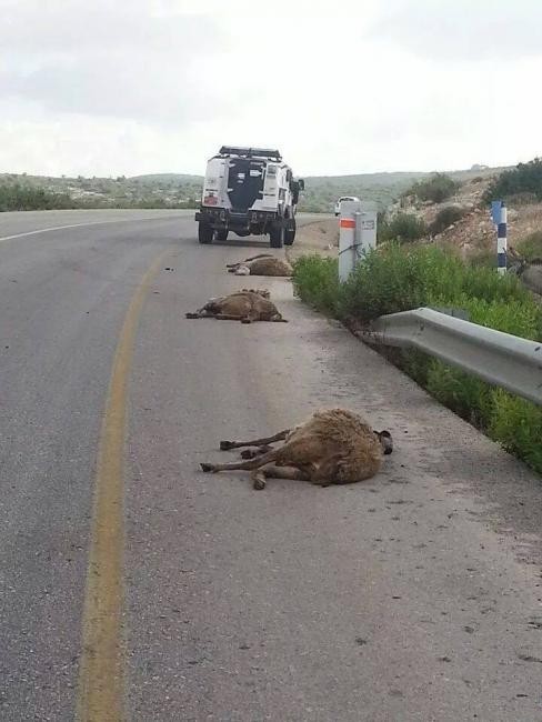 مستوطن يدهس قطيعا من الأغنام جنوب الخليل