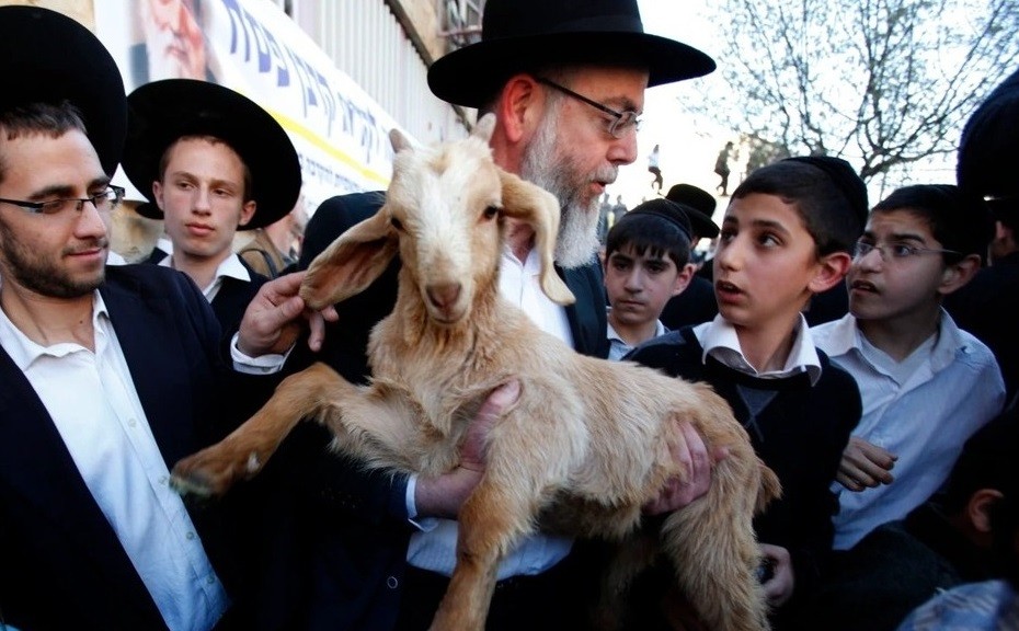 دعوات (إسرائيلية) لإحضار القرابين الحيوانية على أبواب الأقصى