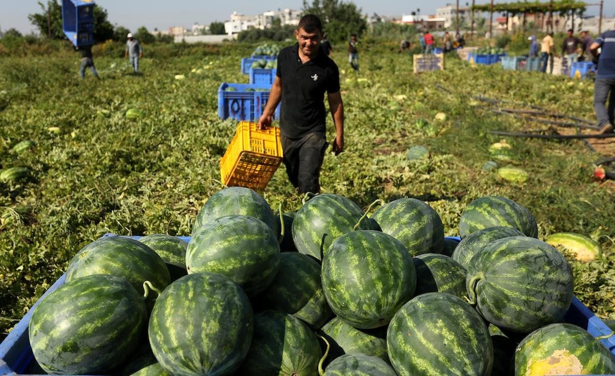 موسم البطيخ