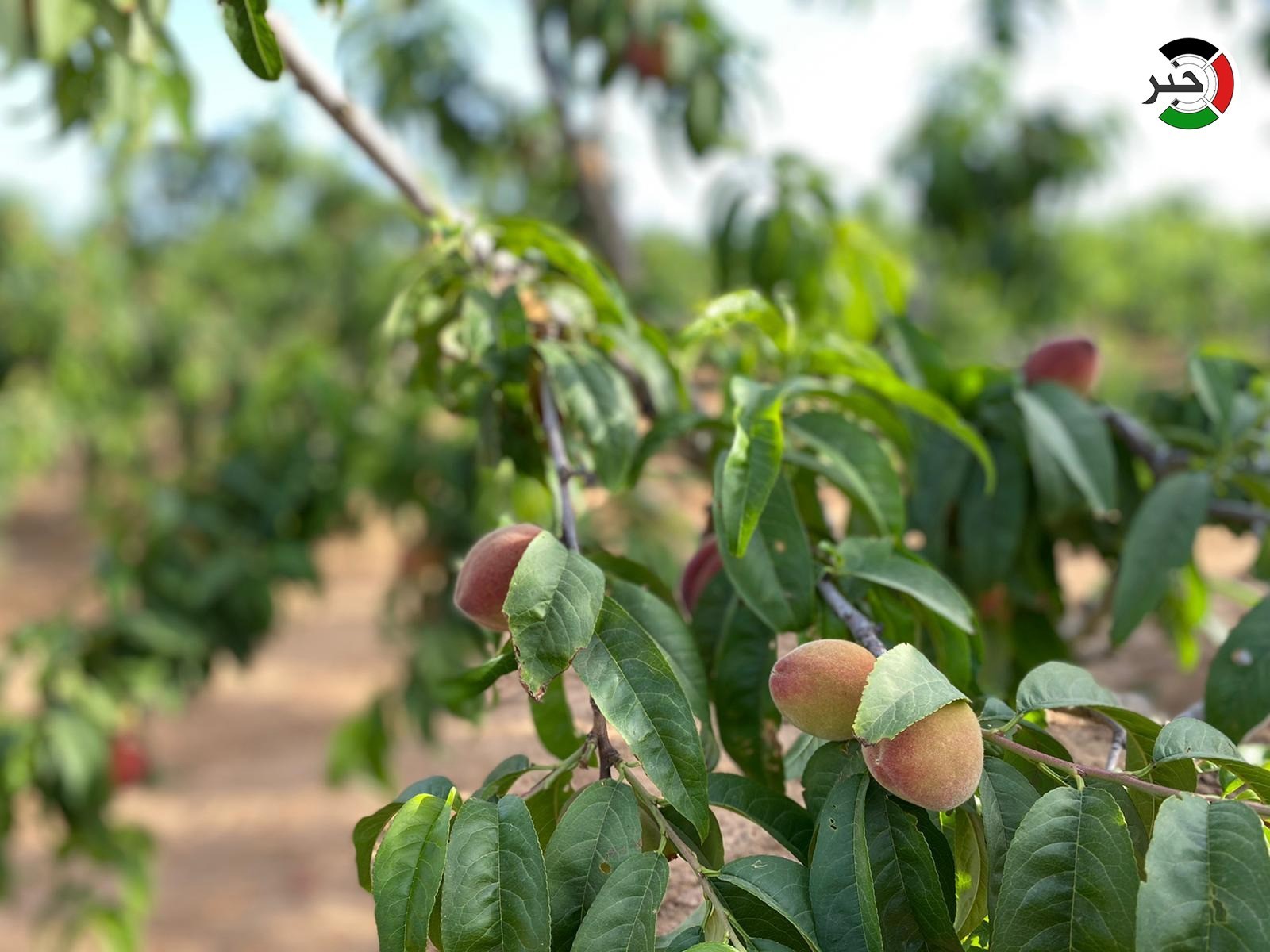 موسم اللوزيات بغزة