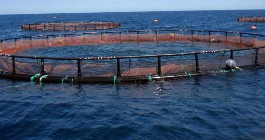 تربية أسماك الدنيس في الأقفاص البحرية