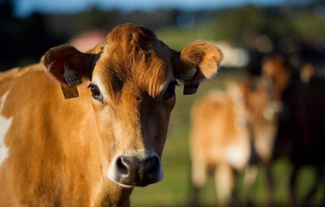 هل يجوز الجمع بين الأضحية والعقيقة؟