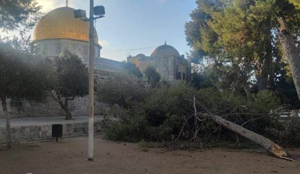 سقوط شجرة قرب باب الحديد بالمسجد الأقصى